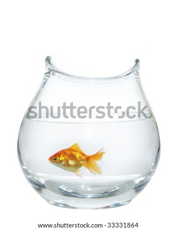 goldfish eggs pictures. What+does+goldfish+eggs+