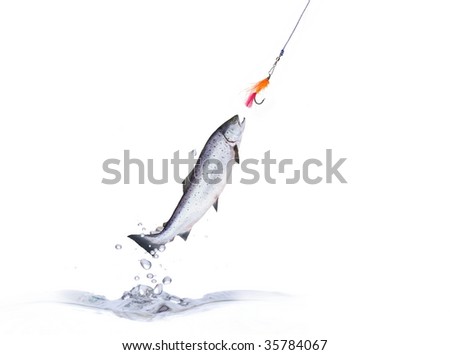 jumping out from water in chase with for artificial fly salmon
