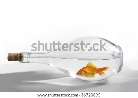 small gold fish in bottle  from water