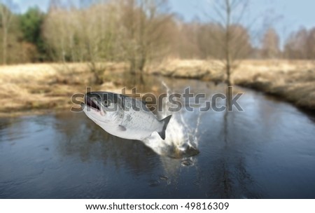 jumping out from water on river background salmo