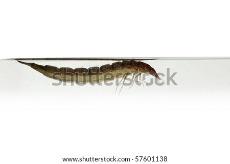 Dragonfly+larvae+water