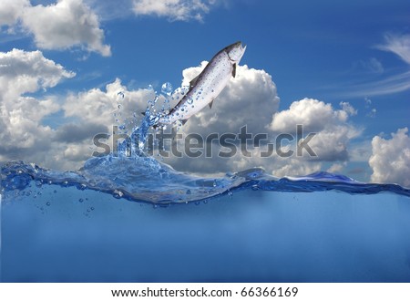 jumping out from water salmon  on sea background