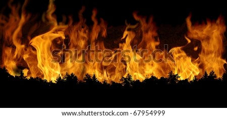 burning forest on fire background