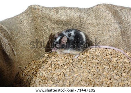 eating in bag wheat with grain mouse