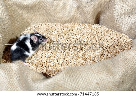 eating in bag wheat with grain mouse