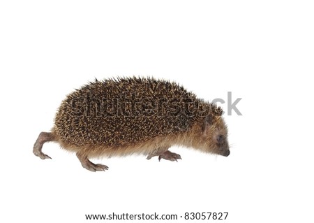 Moving Hedgehog