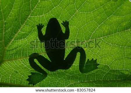 frog shadow