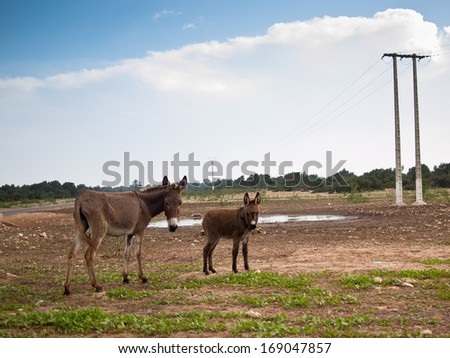 Two donkeys stand on the grass against the sky