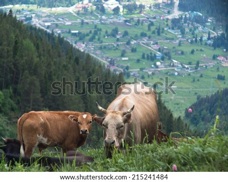 Cow with calf closeup standing in the meadow on a background of the village is located far