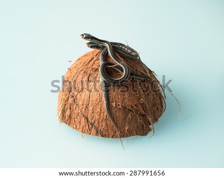 Group of two newborn little snakes with dangling skin rags sitting on top of coconut shell