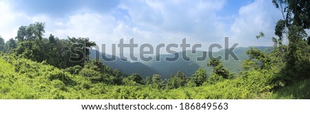 tropical rain forest with green trees. panorama view. National Park in Thailand