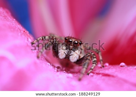 jumping spider and drops on pink flower
