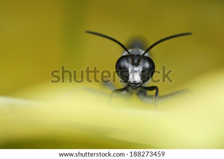 Digger Wasp on yellow leaf