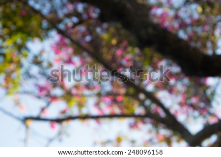 Bokeh background of defocused light through trees