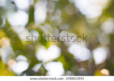 Bokeh background of defocused light through trees