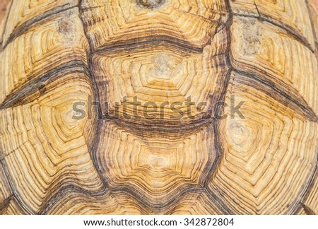 Close-up of African Spurred Tortoise shell