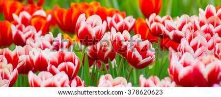 Tulip. Beautiful bouquet of tulips. colorful tulips. tulips in spring