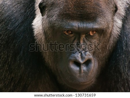 Large Gorilla face with emotional thinking expression