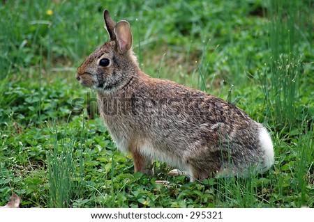 Young alert rabbit