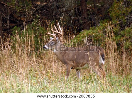 Whitetail Deer in in the Fall-The Great Smoky Mountains