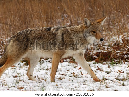 Coyote or possibly a Red Wolf in Cades Cove in the Smoky Mountain National Park