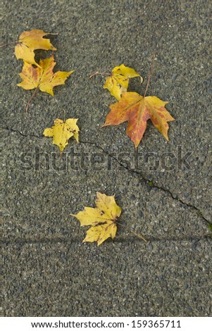Bright yellow leaves on cracked sidewalk
