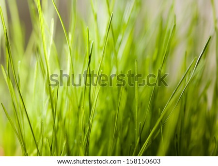 nature background - green fresh grass in the pot indoors - healthy eating, nutrition concept
