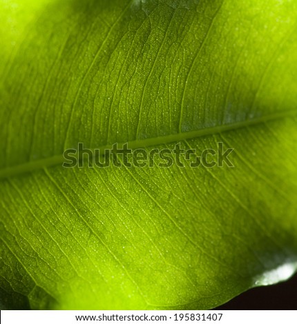 Macro pattern of a fresh green leave.