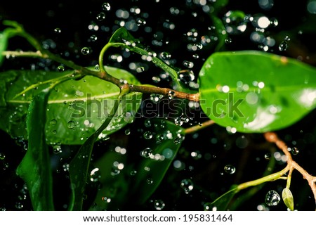 Fresh leaves with dew drops close up and raindrops flying in the air around