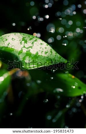 Leaves and water drops fly in an air. Dew drops close up