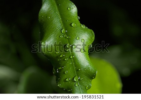 Dew on  a fresh green leaves of a tropical plant. Close-up of a leaf and water drops on it background
