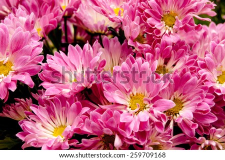Gerbera flowers bunch. Pink flowers wallpaper.