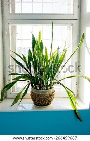 Tropical plant in the pot on a window public place