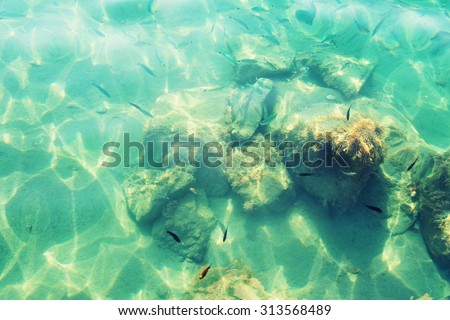 Small fishes in the shallow sea water. We can see perfect play of light and shadow on the bottom.