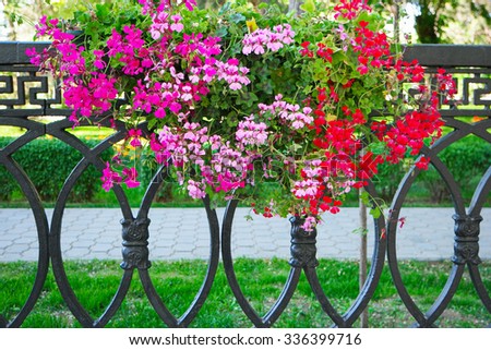 Petunia Flowers In Hanging Flower Pot on metal fence, city landscaping