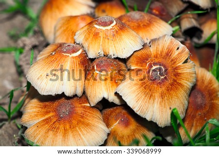 Mushrooms in forest from above image closeup