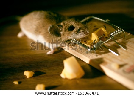 Cheese and Dead Mouse stock in a Mousetrap on the floor inside a house.