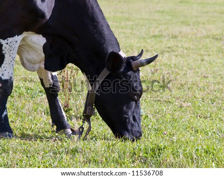 Milch cow