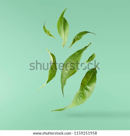 flying green tea leaves isolated on turquoise background. Food levitation concept, high resolution