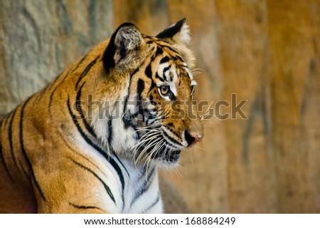 Looking by tiger eye