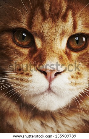 Close up of a maine coon cat