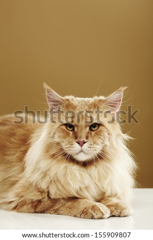 Close up of a maine coon cat, in front of a brown background