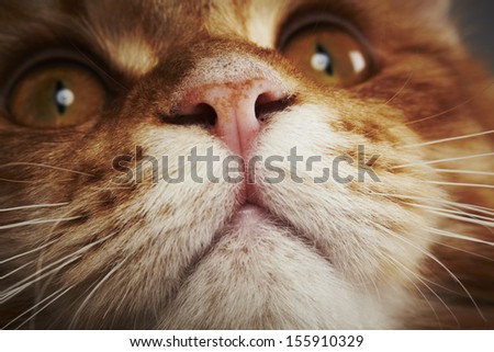 Close up of a maine coon cat
