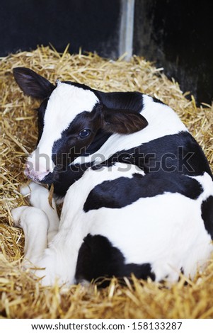 Portrait Of Calf Lying In Straw On Farm