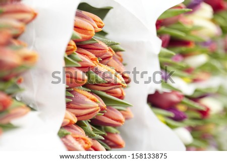 Large group of tulips, in bouquets
