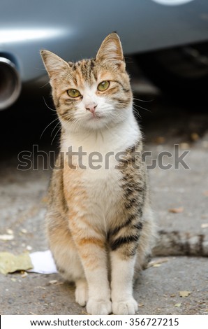 Funny cat is posing while taking her picture on the street ./ Funny cat
