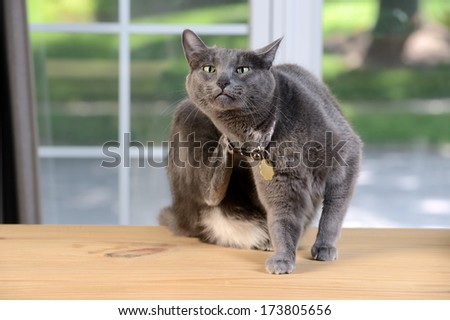 Korat Cat Scratching Behind Head Sitting On Wooden Table