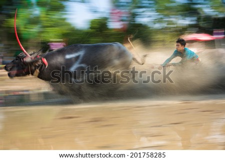 CHONBURI, THAILAND -  JUNE 29: Buffaloes racing on June 29, 2014 in Chonburi, Thailand. It is an one day race with different classes categorized by the size of the buffalo.