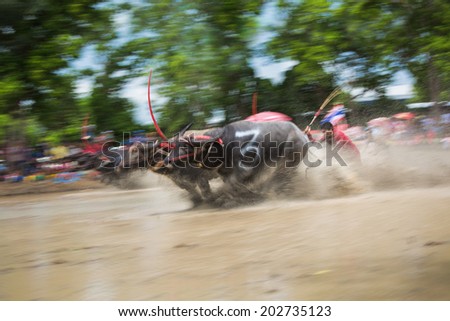 Chonburi, Thailand -  June 29, 2014: Buffaloes racing Festival in Chonburi province. It is an one day race  with  different classes categorized by the size of the buffalo.