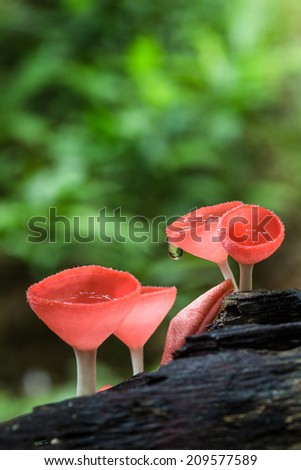 Pink Cup , mushroom, grow on stub in the middle of jungle